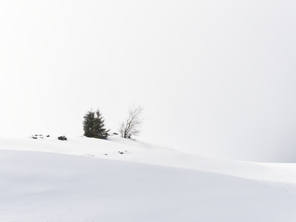 a lone tree on top of a snowy hill