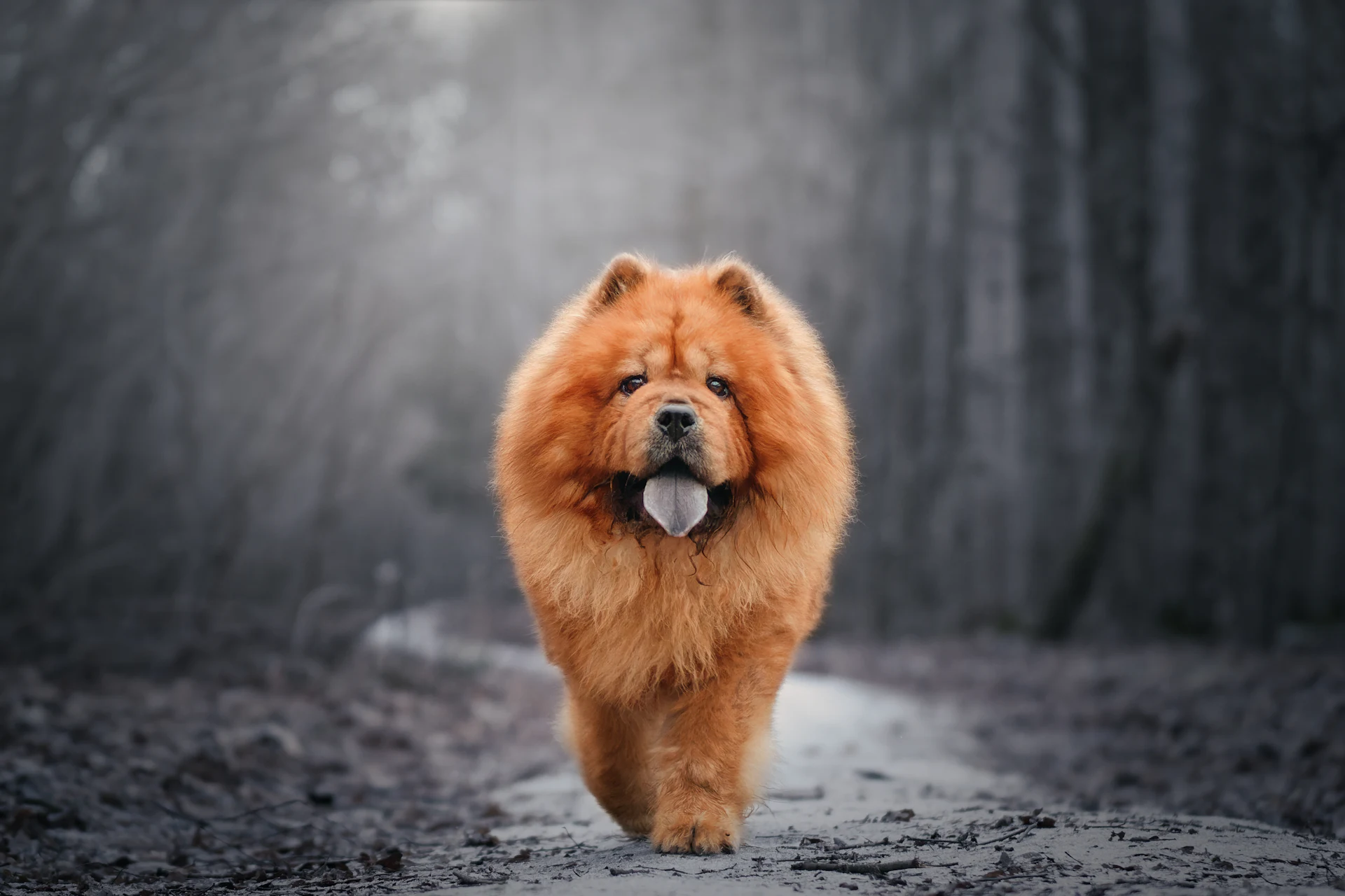 A Chow Chow