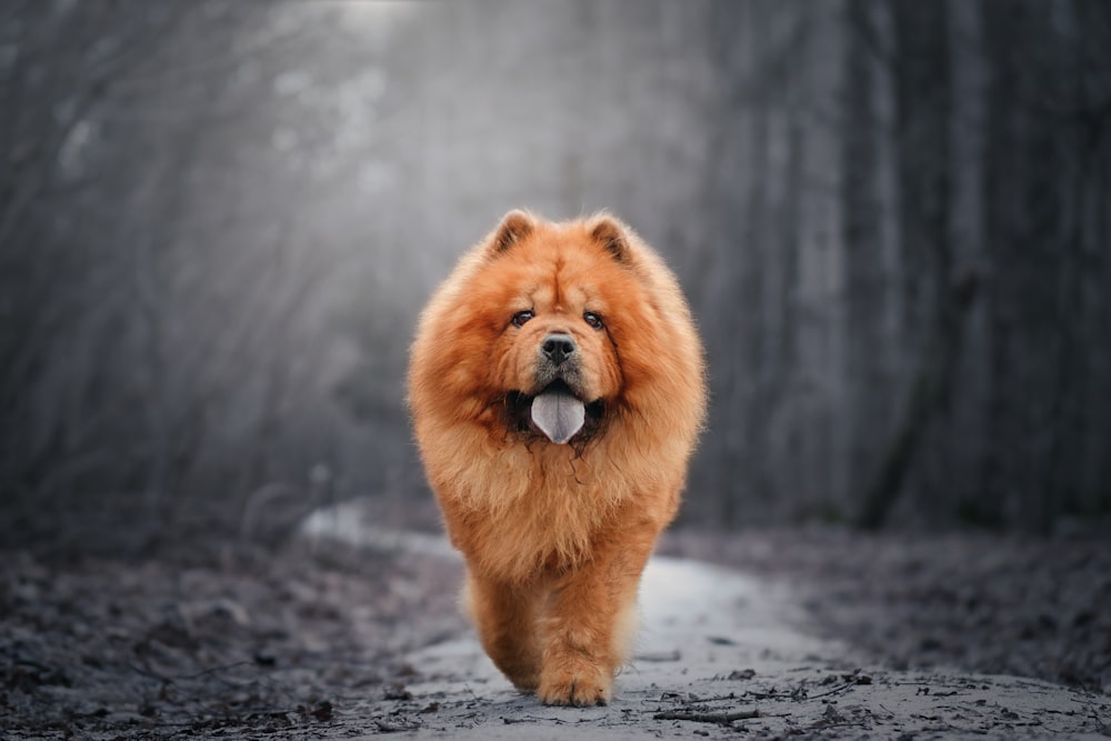 a chow chow dog walking down a path in the woods