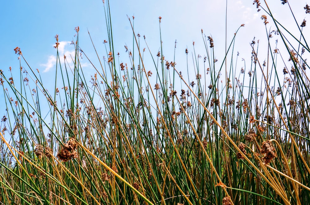 a field of tall grass with a blue sky in the background