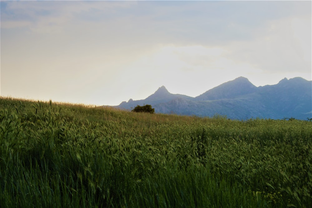 a grassy hill with a lone tree in the foreground