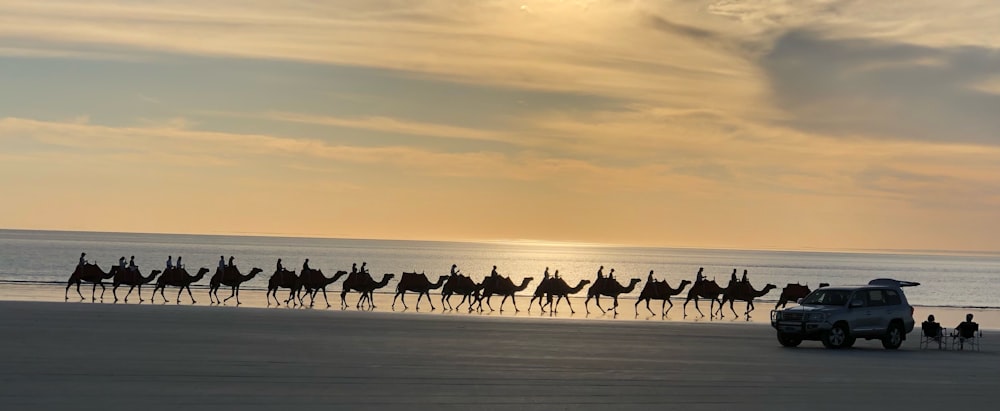 a group of people riding on the backs of camels