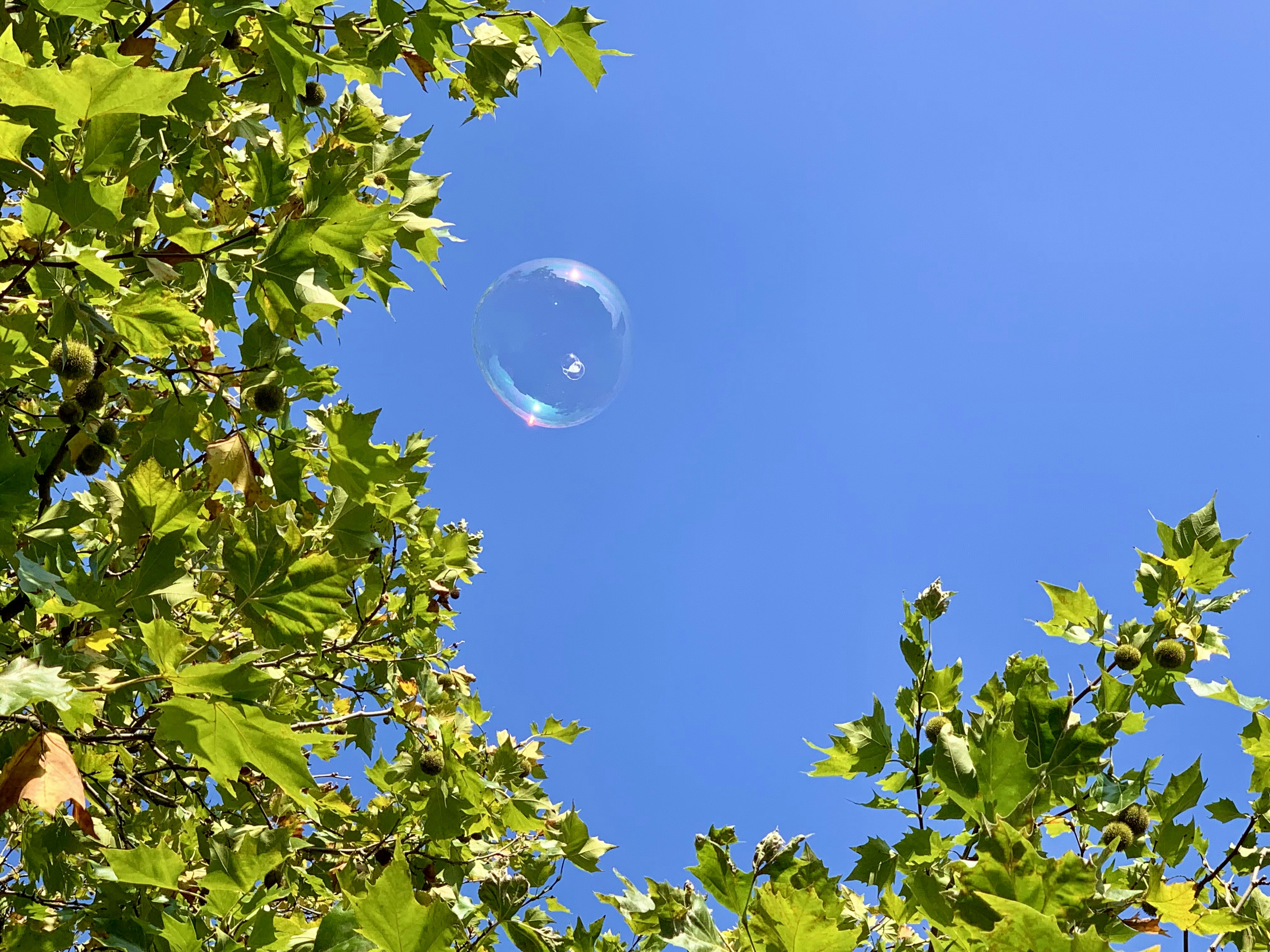 a soap bubble floating in the air between green leaves