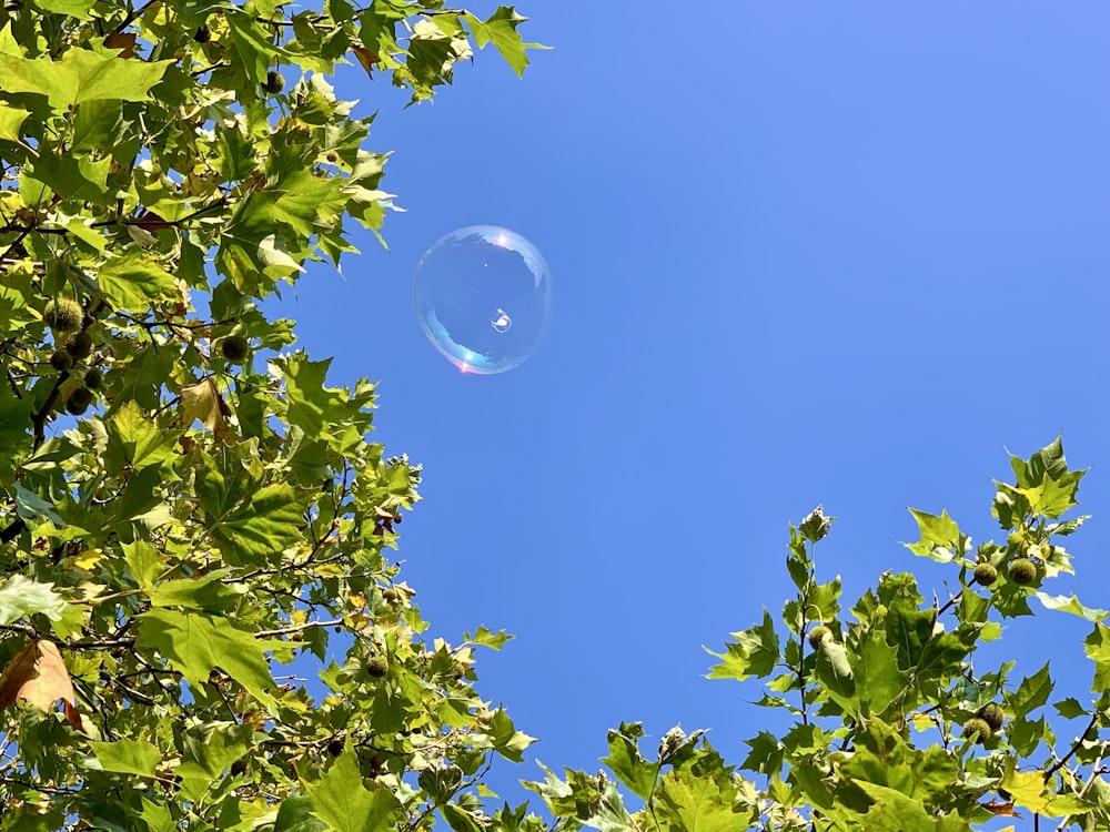 a soap bubble floating in the air between green leaves