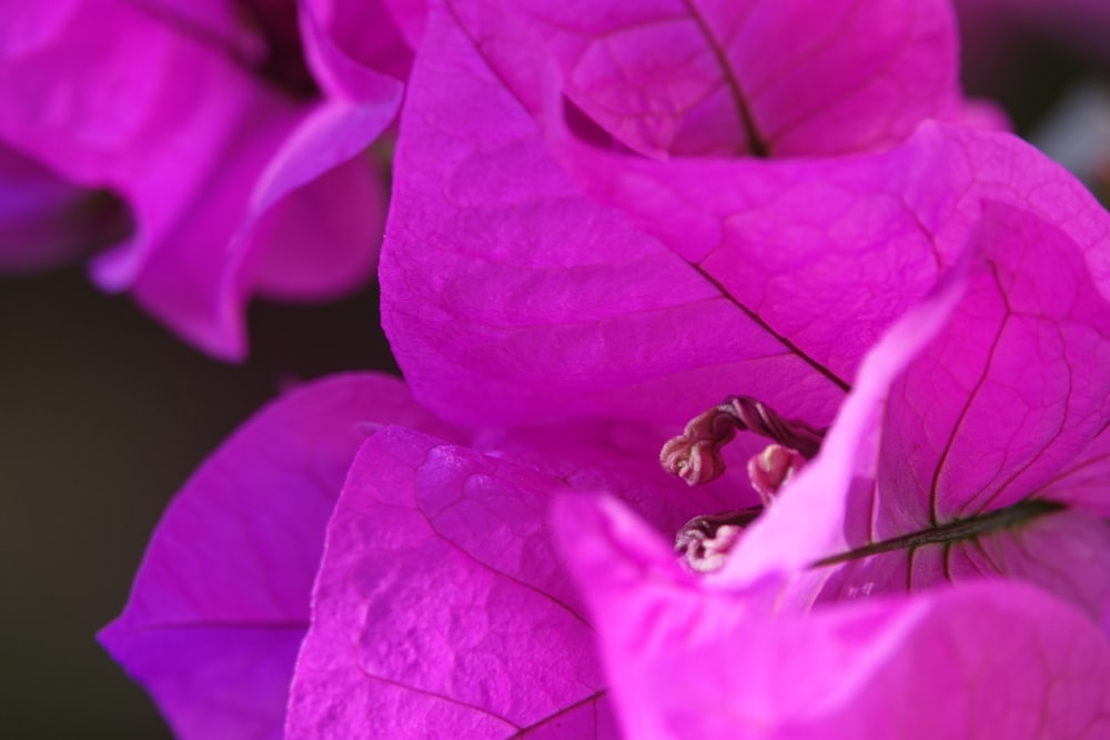 a close up of a purple flower with leaves