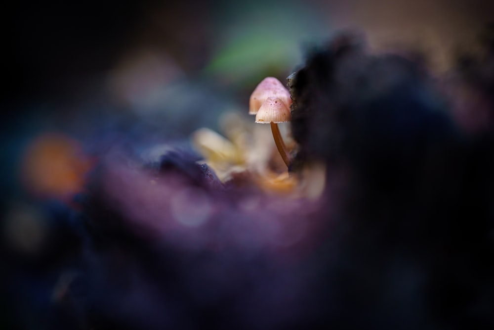 보라색 꽃 위에 앉아있는 작은 버섯