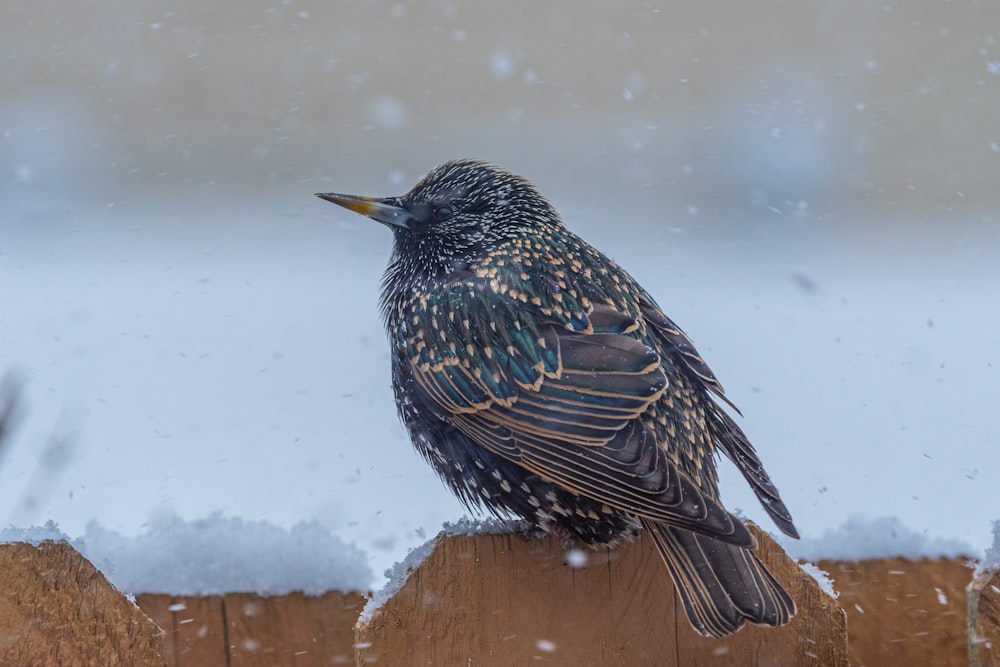 a black bird sitting on top of a wooden fence