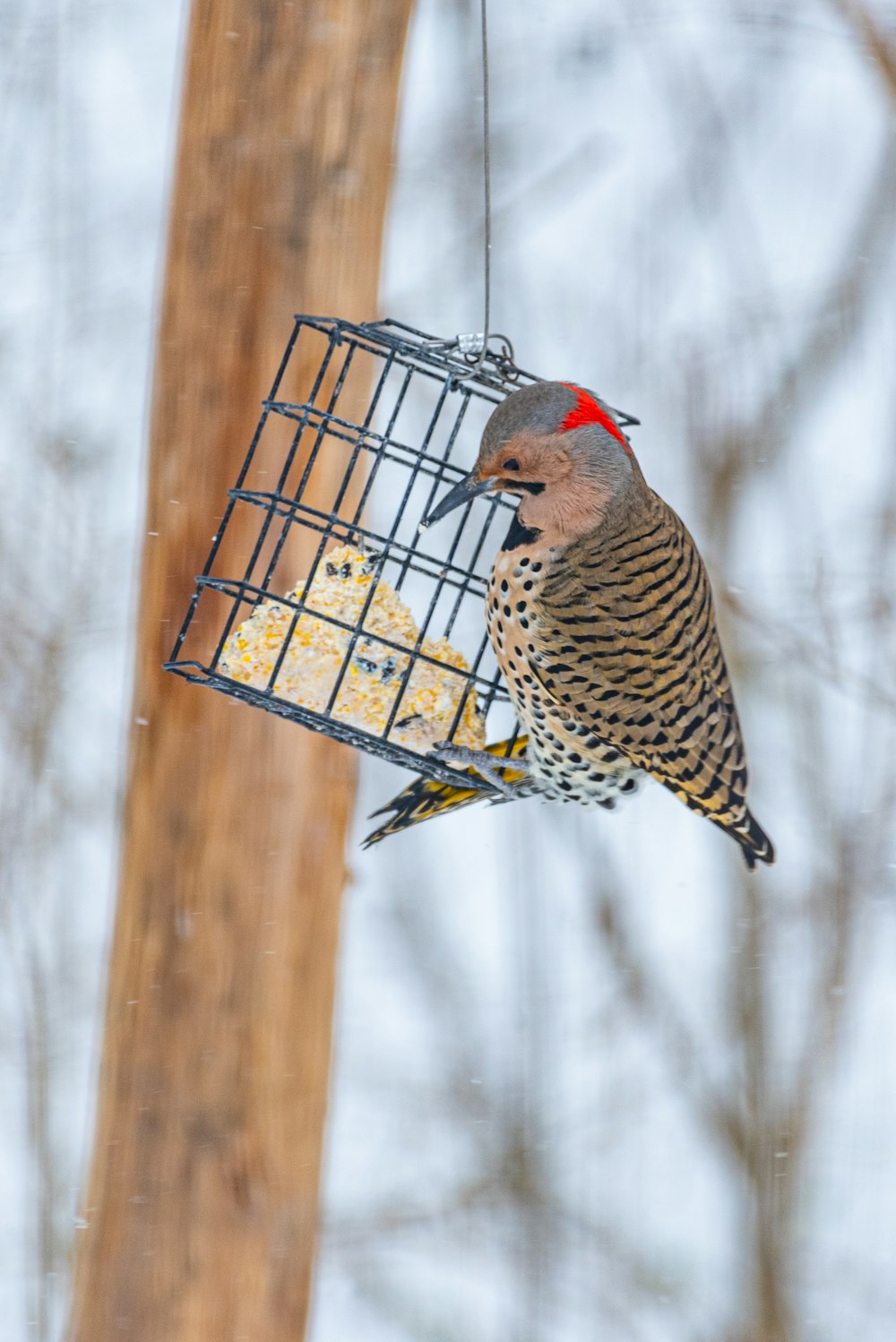 um pássaro que está sentado em um alimentador de pássaros