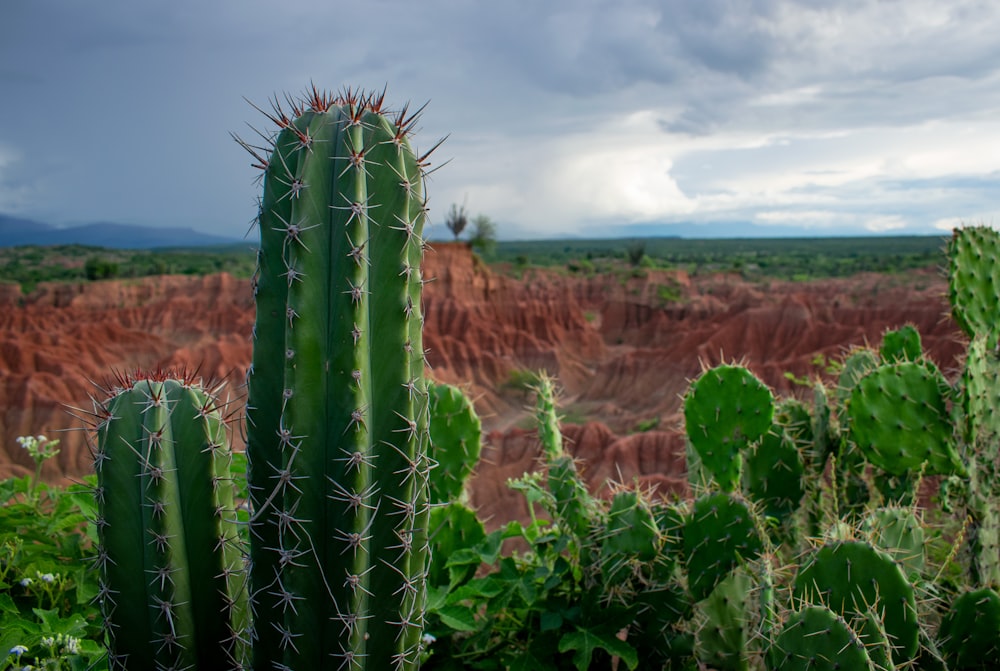 a cactus in the foreground with a mountain in the background