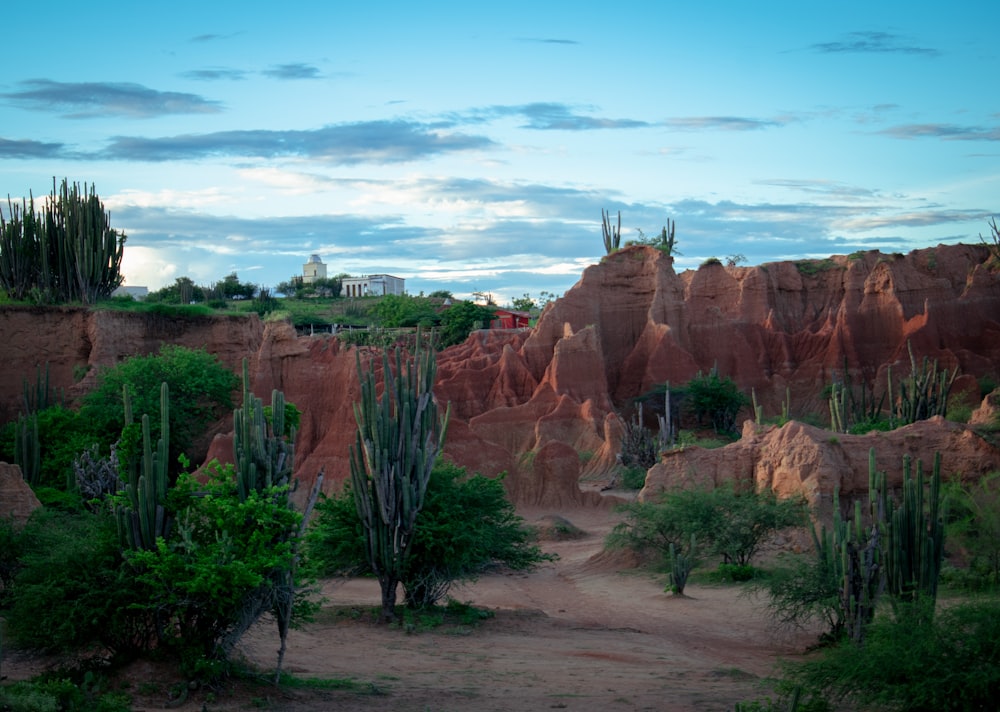 a dirt road surrounded by cactus trees and rocks