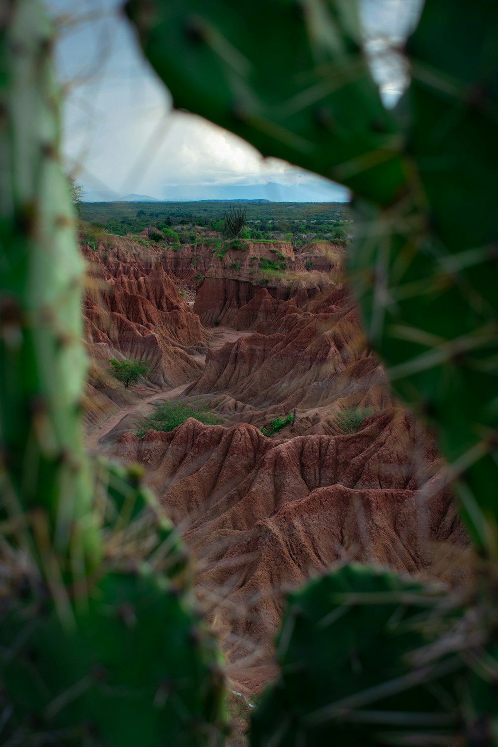 a view of a desert from behind a cactus