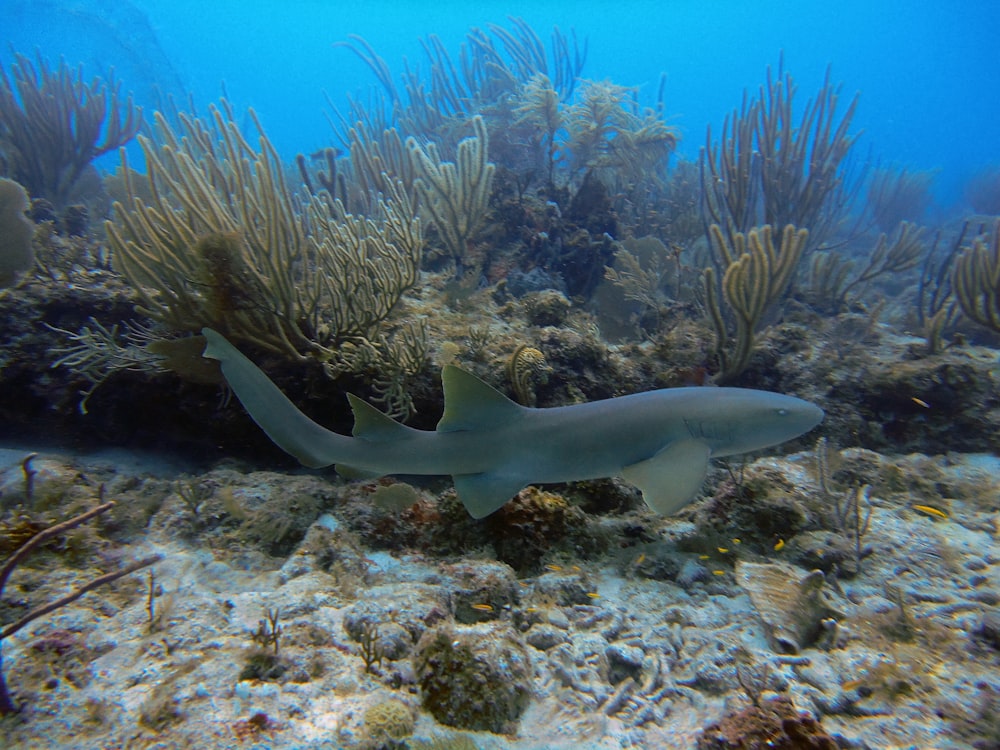 Un grande squalo grigio che nuota sopra una barriera corallina