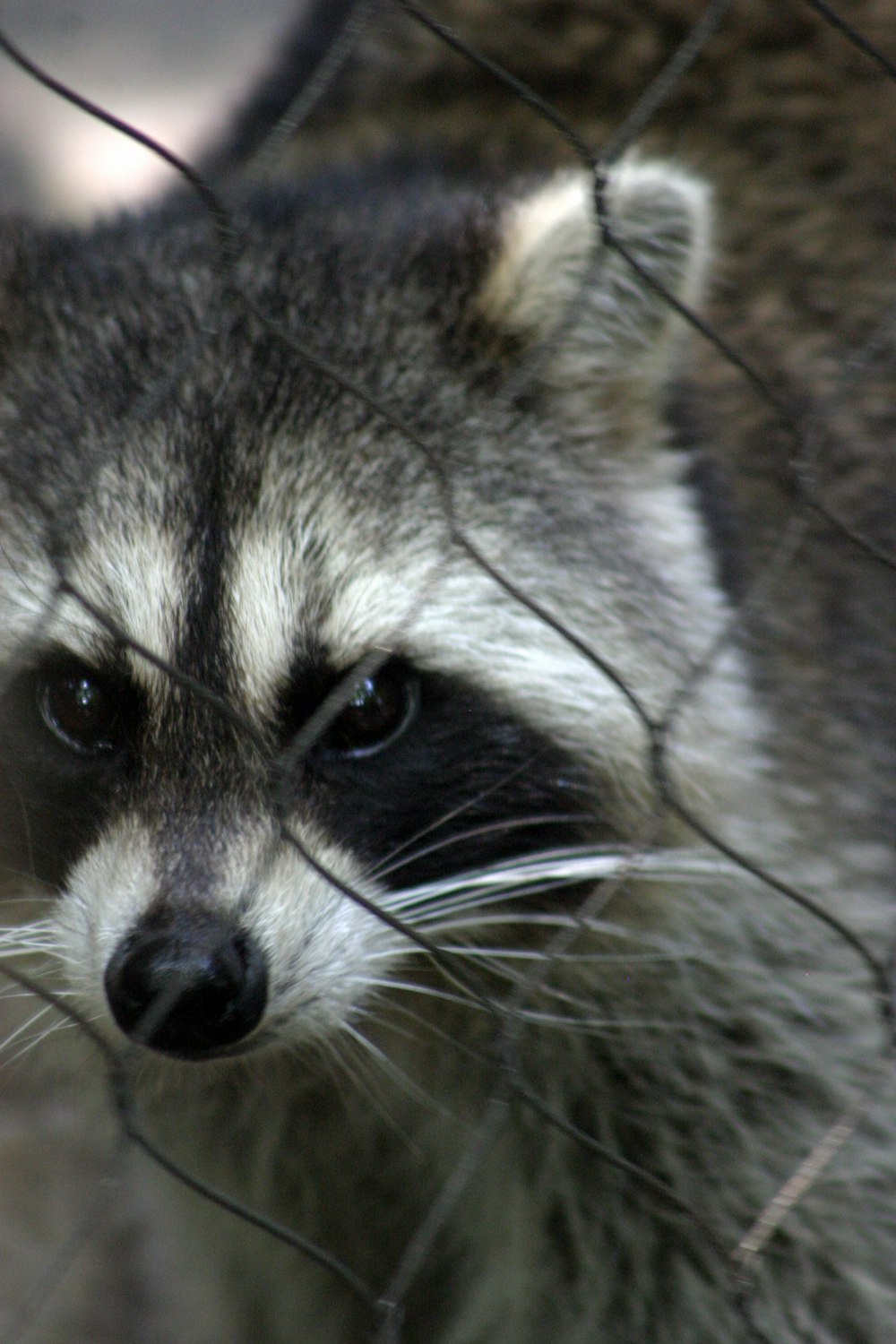 a raccoon looking through a wire fence