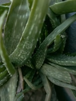A close-up view of an aloe vera plant with thick, fleshy green leaves that have small white spots. The leaves are long and taper to points, arranged in a dense cluster.