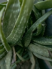 A close-up view of an aloe vera plant with thick, fleshy green leaves that have small white spots. The leaves are long and taper to points, arranged in a dense cluster.