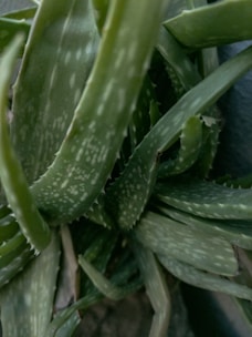 A close-up view of an aloe vera plant with thick, fleshy green leaves that have small white spots. The leaves are long and taper to points, arranged in a dense cluster.