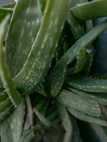 A close-up view of an aloe vera plant with thick, fleshy green leaves that have small white spots. The leaves are long and taper to points, arranged in a dense cluster.
