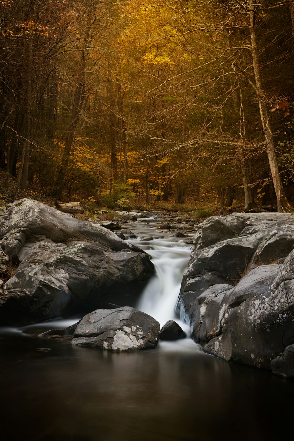 a stream running through a forest filled with rocks