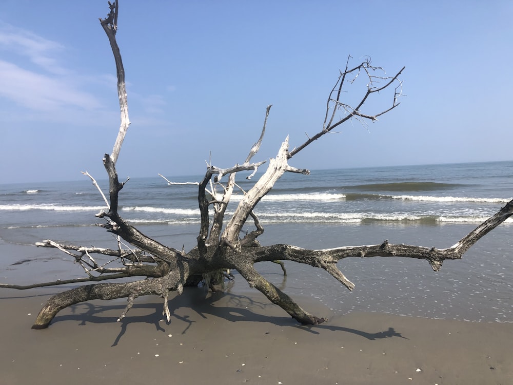 a tree next to a body of water