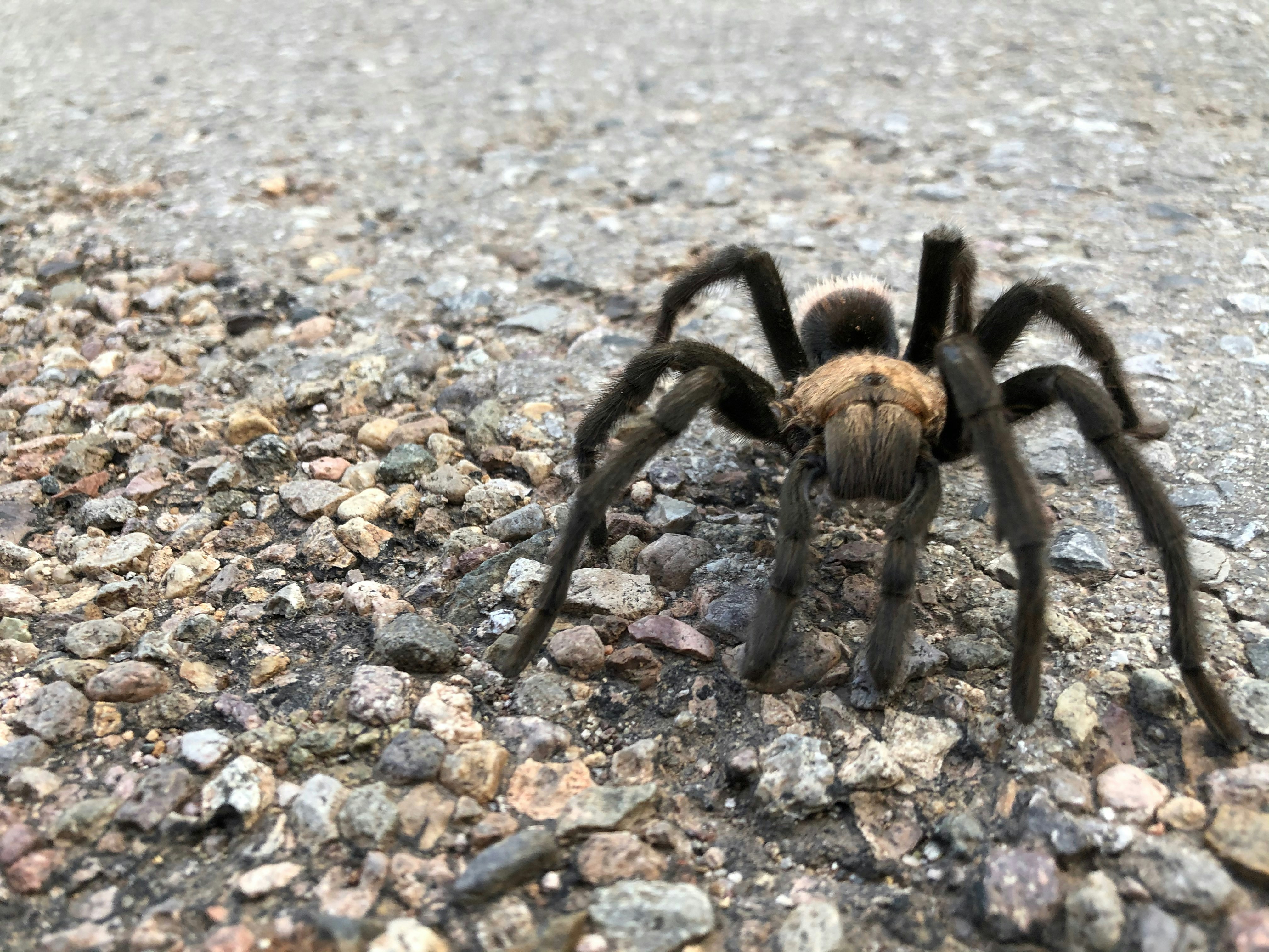 How Do I Stimulate A Tarantulas Natural Breeding Instincts In Captivity?