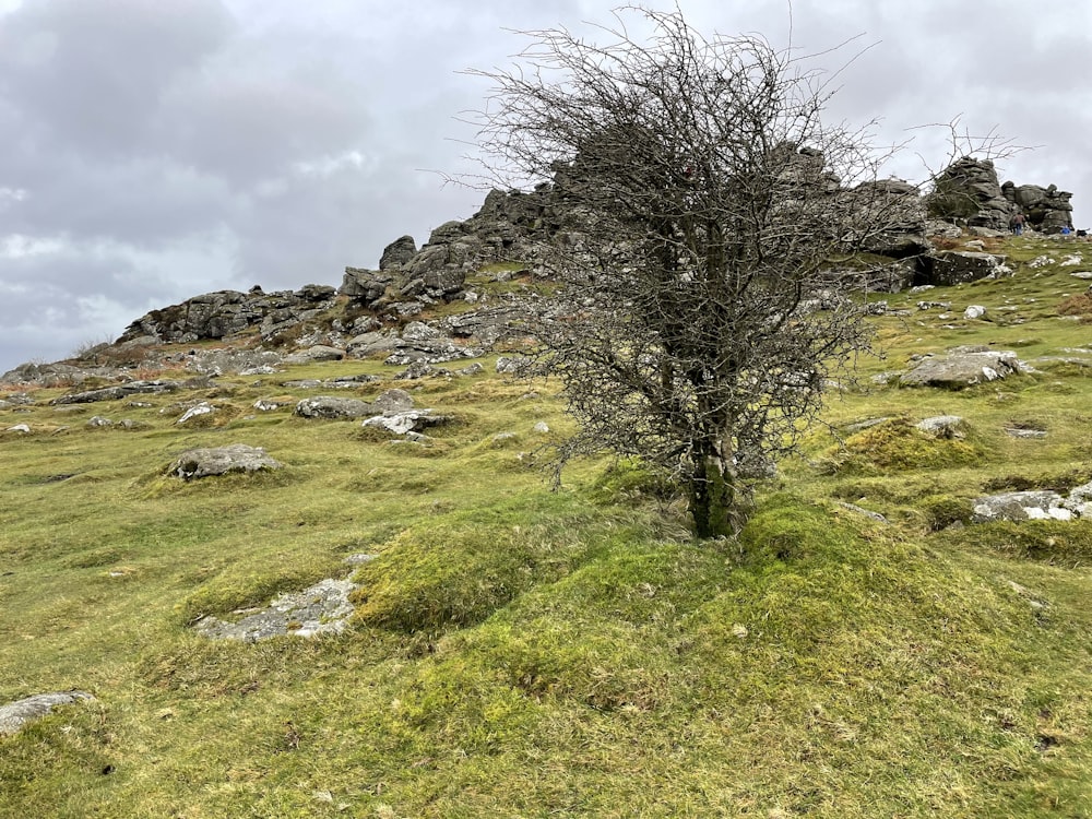 Un árbol en una colina cubierta de hierba con rocas en el fondo