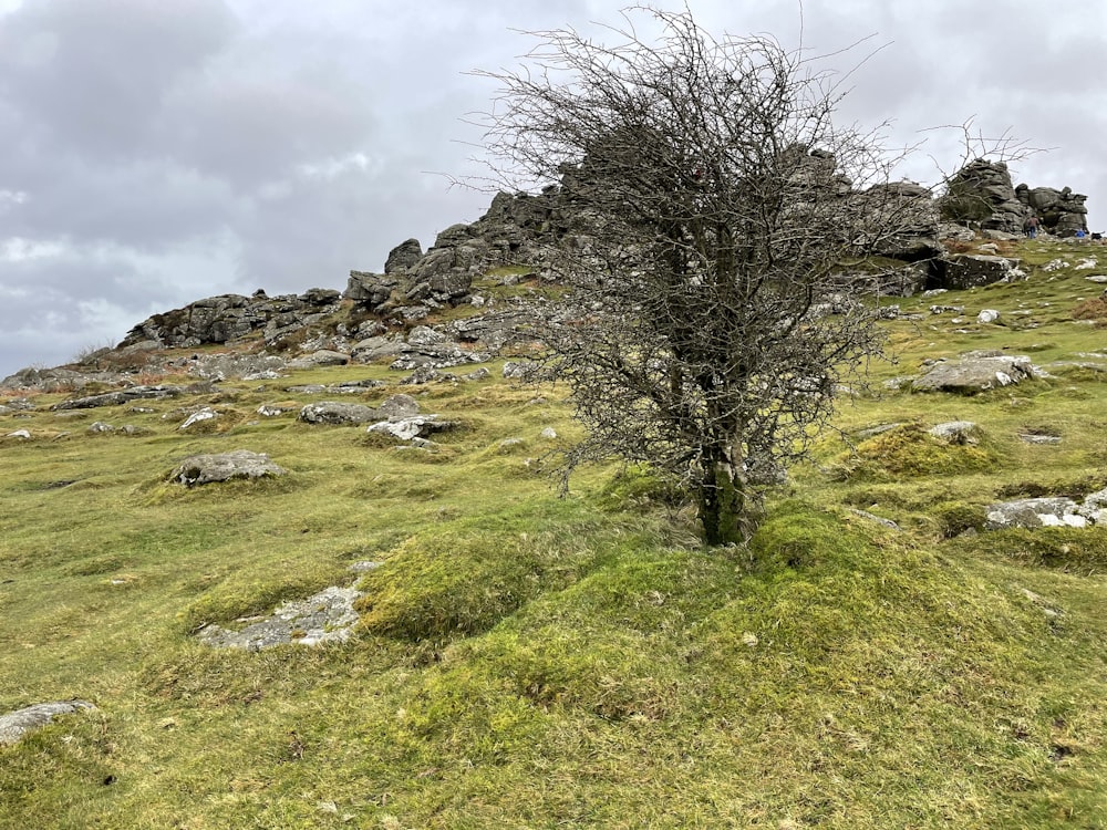 a tree on a grassy hill with rocks in the background