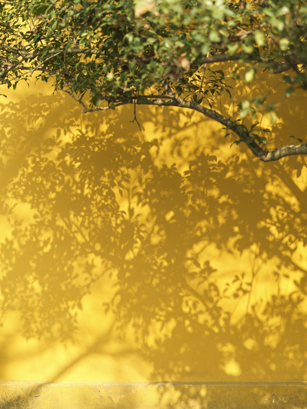 a bench under a tree in front of a yellow wall