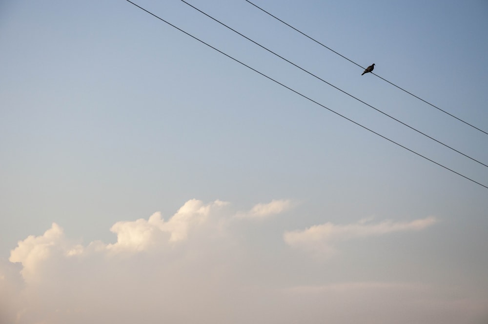 a bird sitting on top of a power line