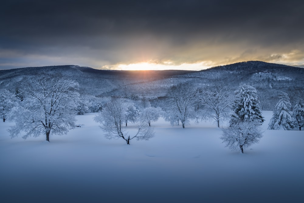 a snowy landscape with trees and mountains in the background