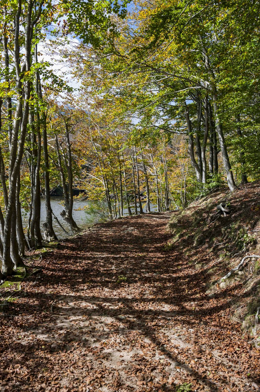 a dirt road surrounded by trees and leaves