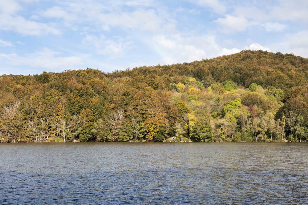 a large body of water surrounded by trees