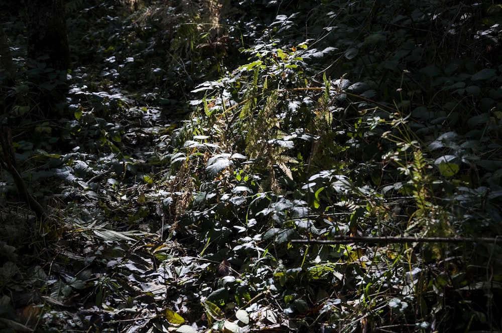 a forest filled with lots of green plants