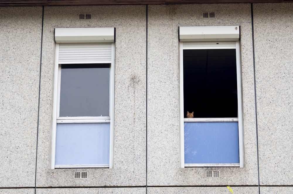 a building with two windows and a cat sitting in the window