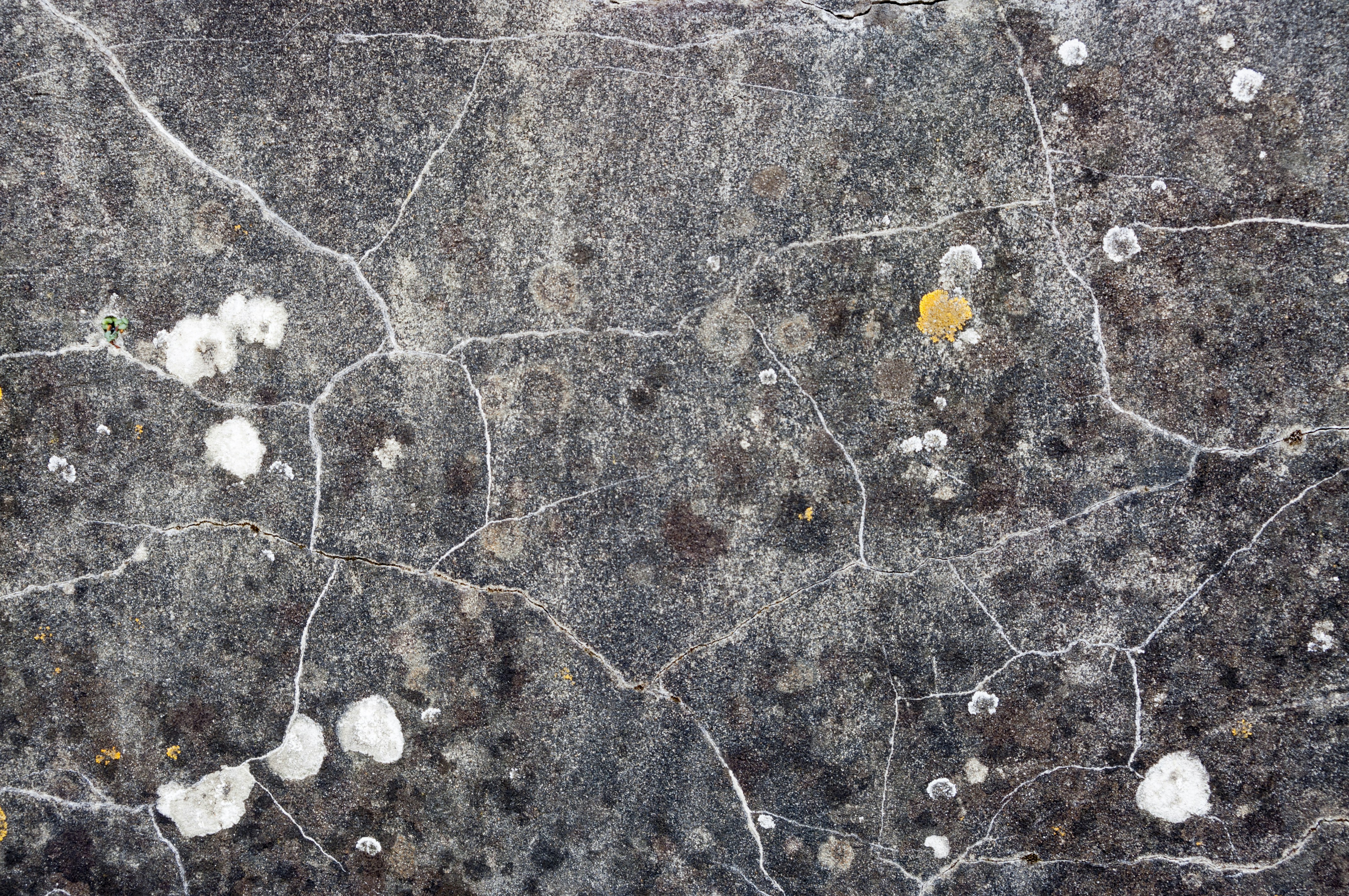 Un primer plano de una roca con cosas blancas y amarillas en ella