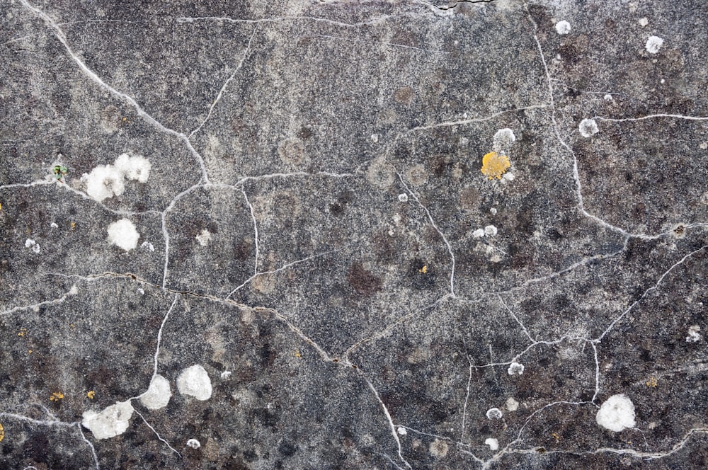 a close up of a rock with white and yellow things on it