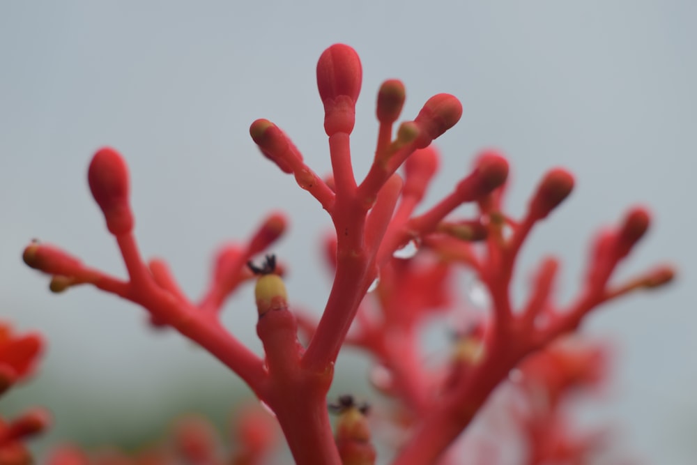 a close up of a tree with red flowers