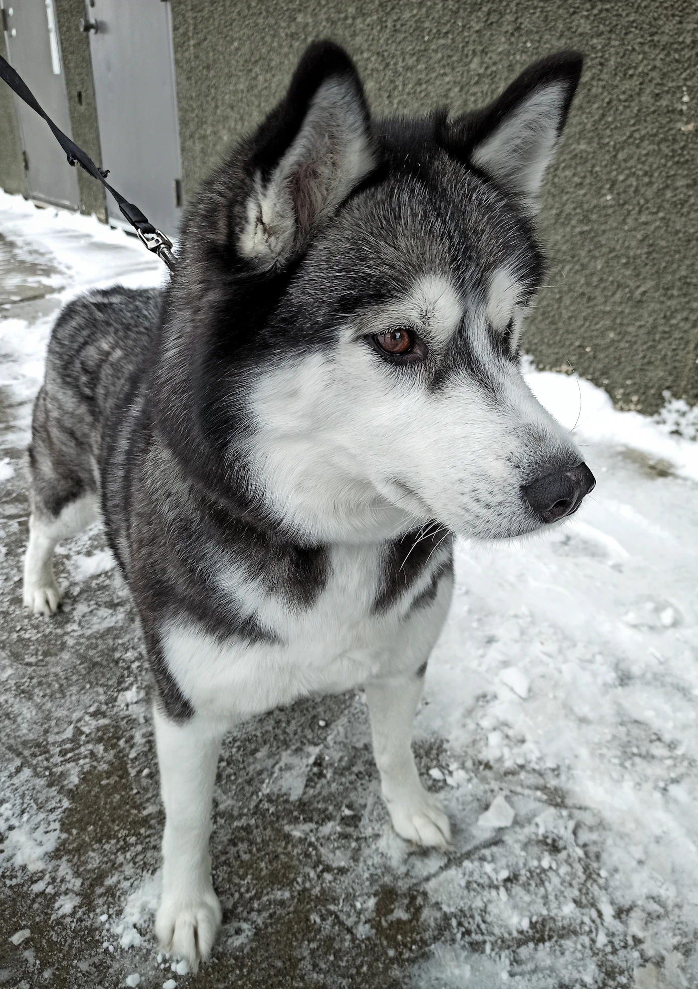 A husky standing calmly on a leash on snow and ice on a Canadian winter day