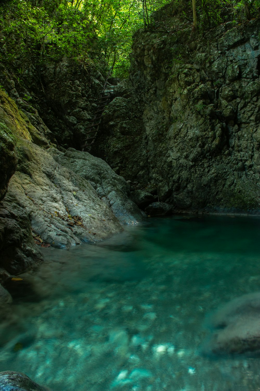 a river running through a lush green forest