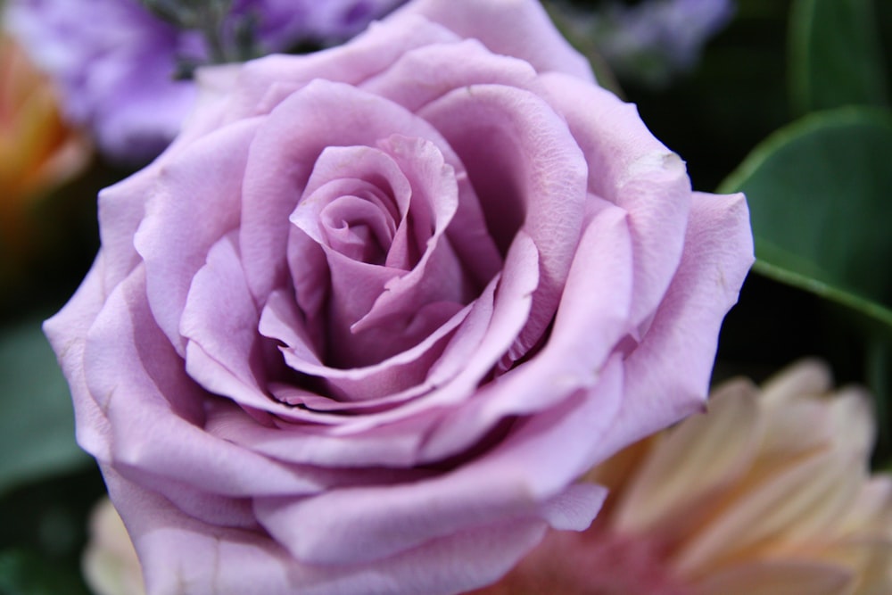 a close up of a pink rose surrounded by other flowers