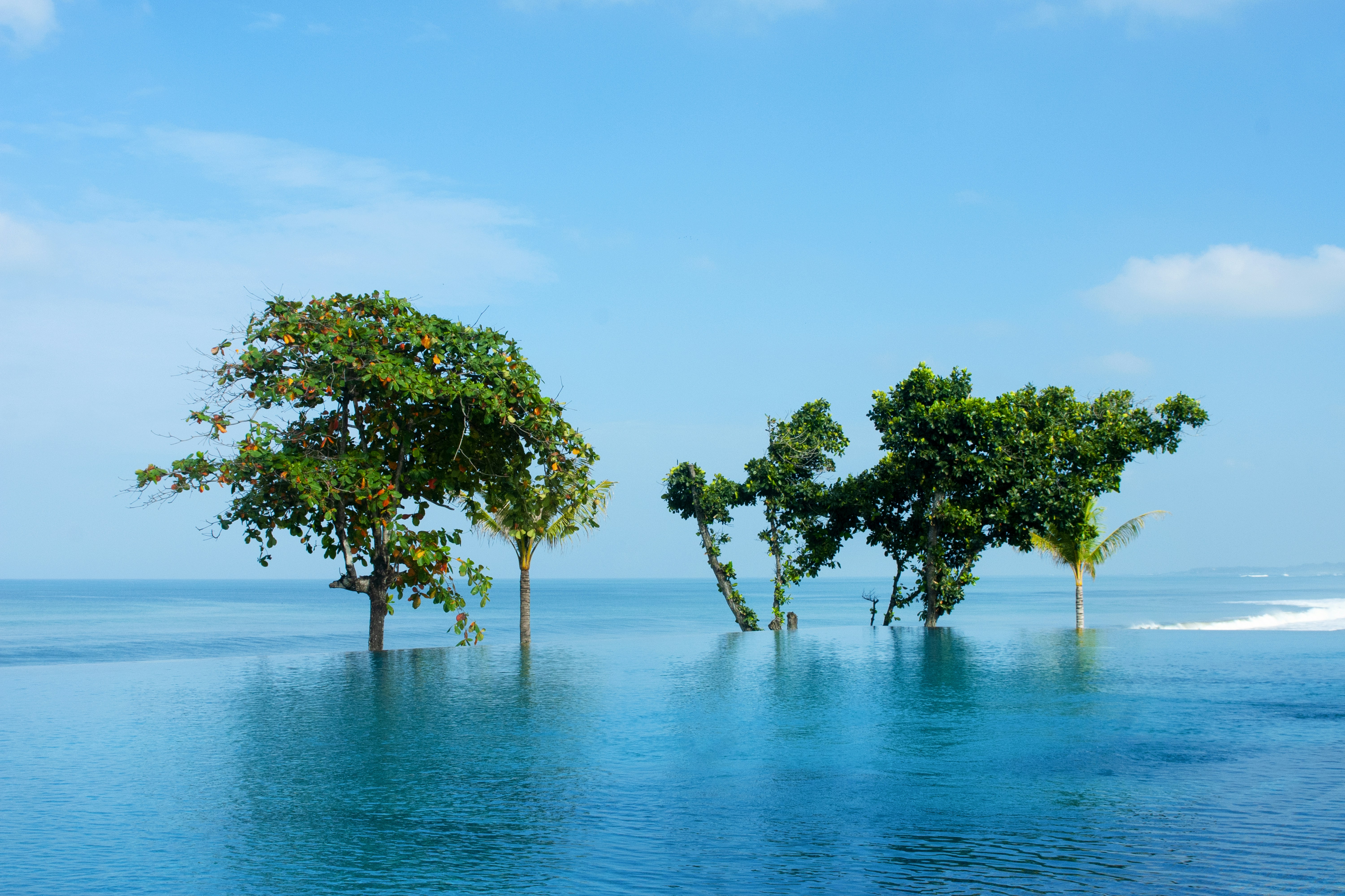 a group of trees sitting in the middle of a body of water