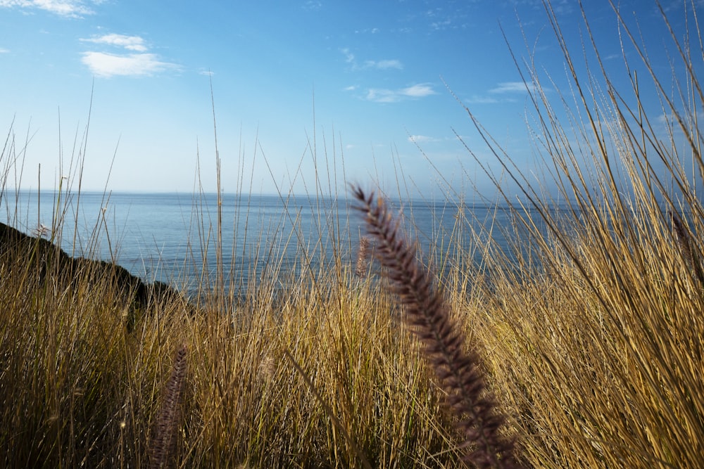 a view of the ocean from a grassy hill