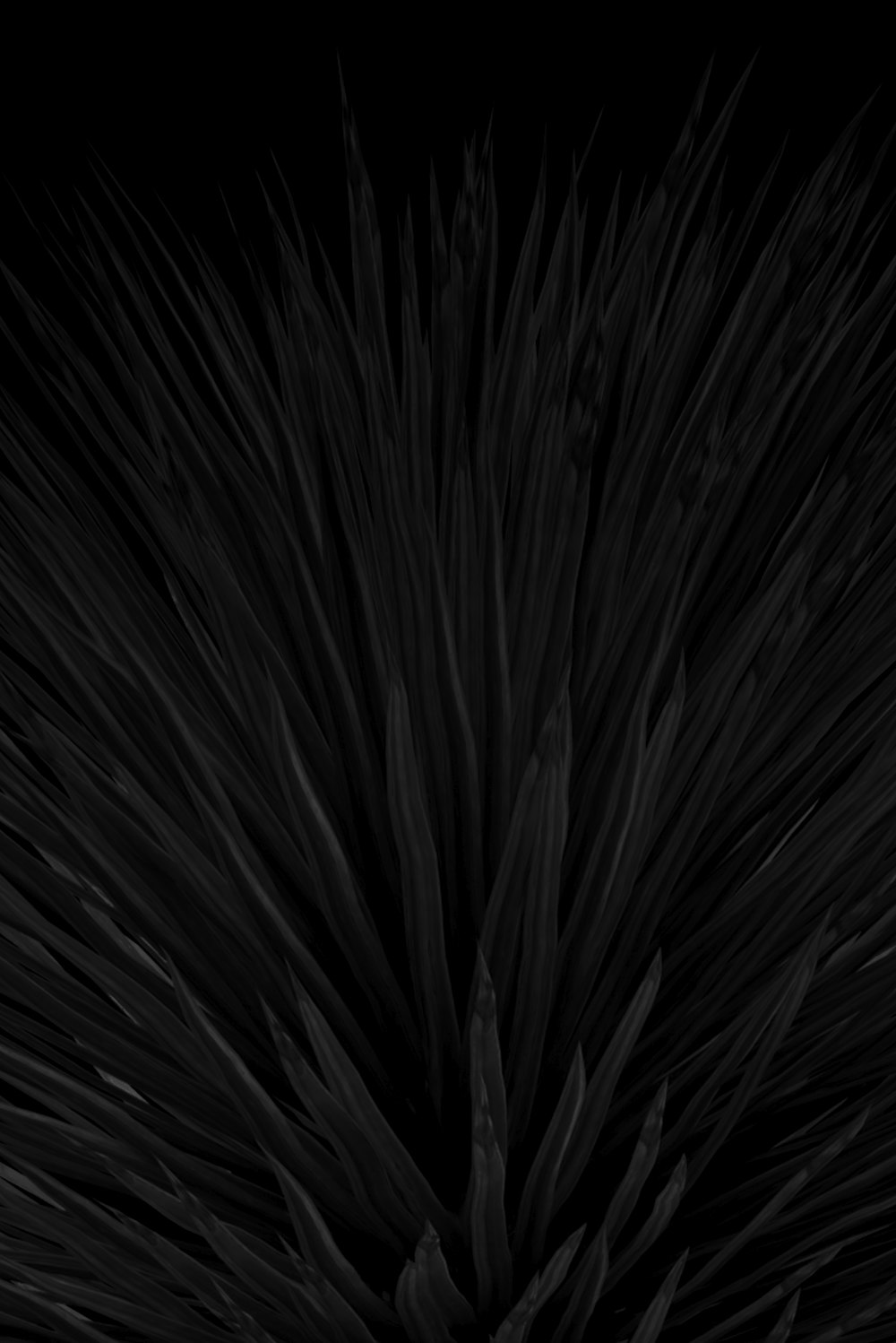 uma foto em preto e branco de uma planta