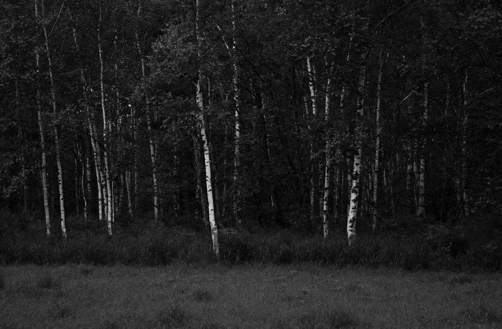 a black and white photo of a forest