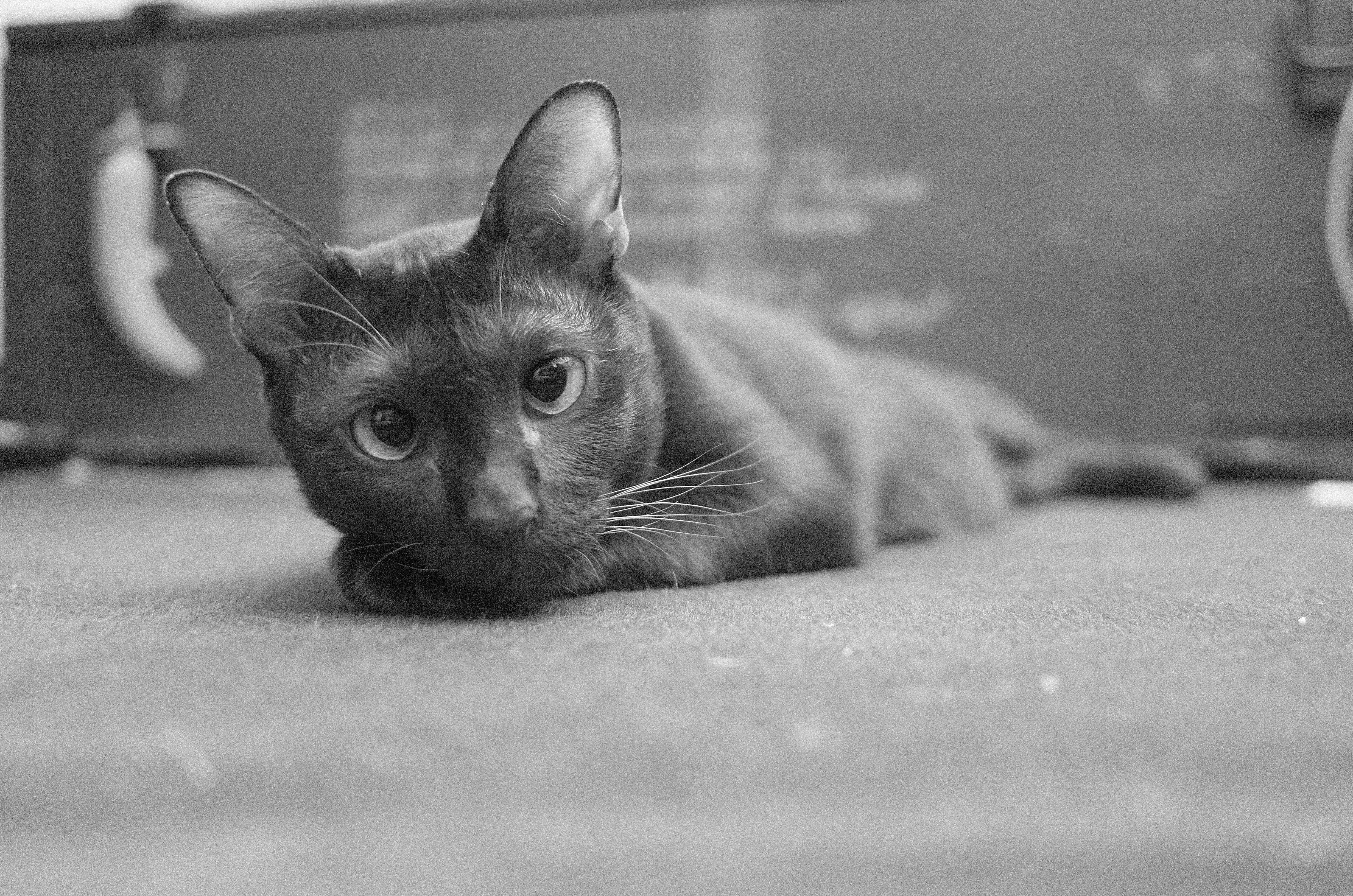 Photo by norapitch_p