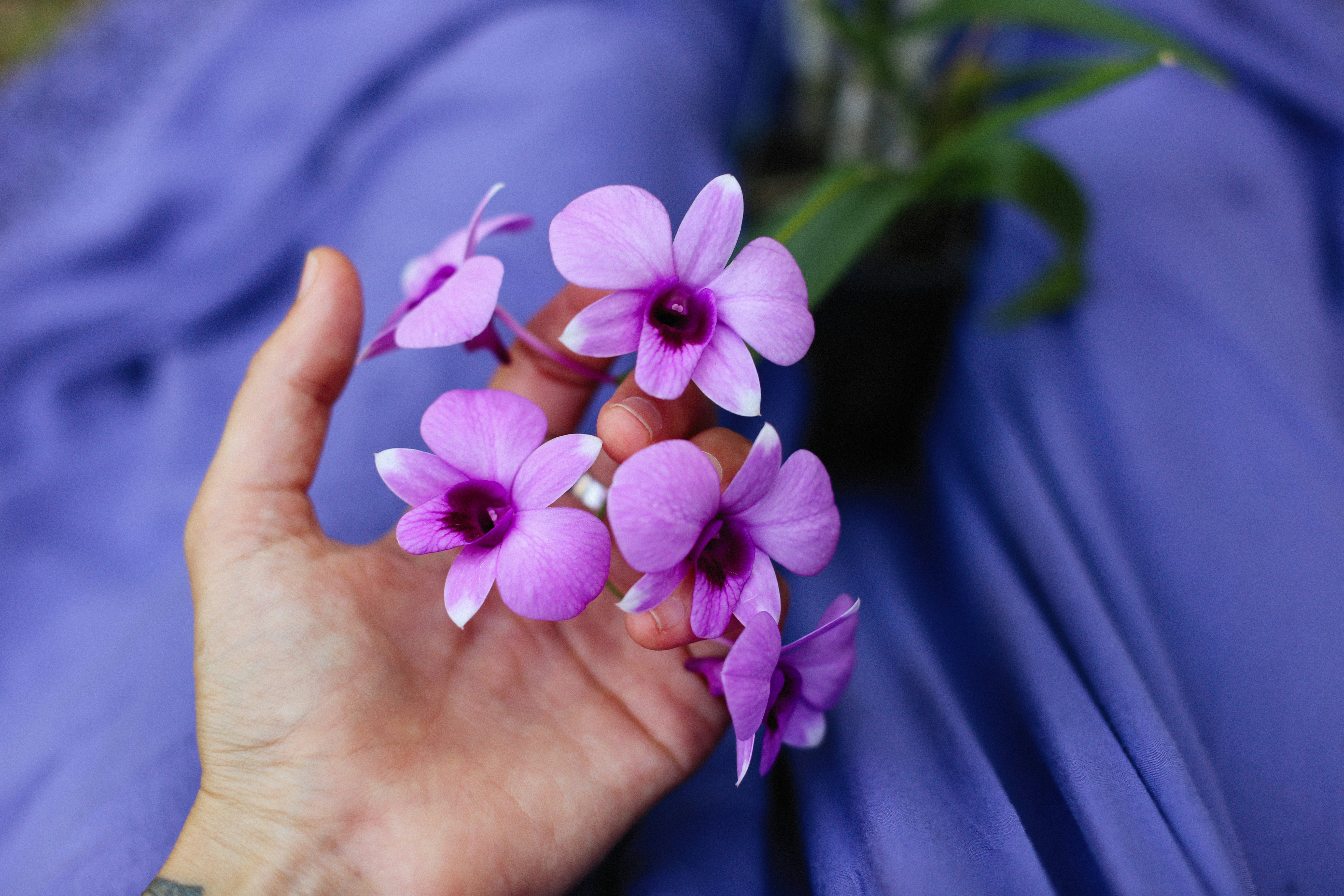 7 Simple Botanical Self-Care Hacks for Everyday Calm