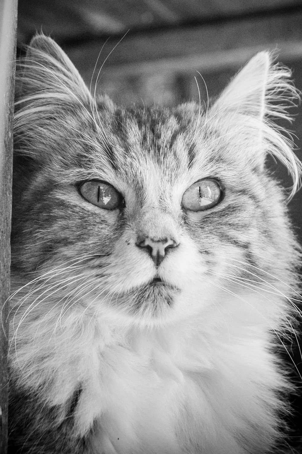 a black and white photo of a cat looking at the camera