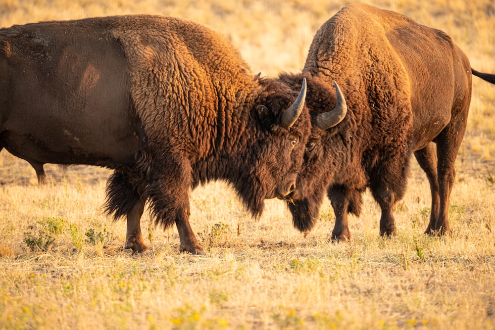 Zwei Bisons stehen nebeneinander auf einem trockenen Rasenplatz