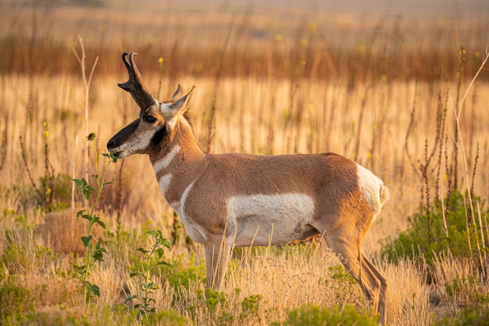 Eine Gazelle steht in einem Feld mit hohem Gras