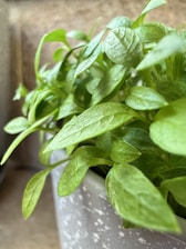 Close-up of hands inspecting healthy green leaves on a potted plant.