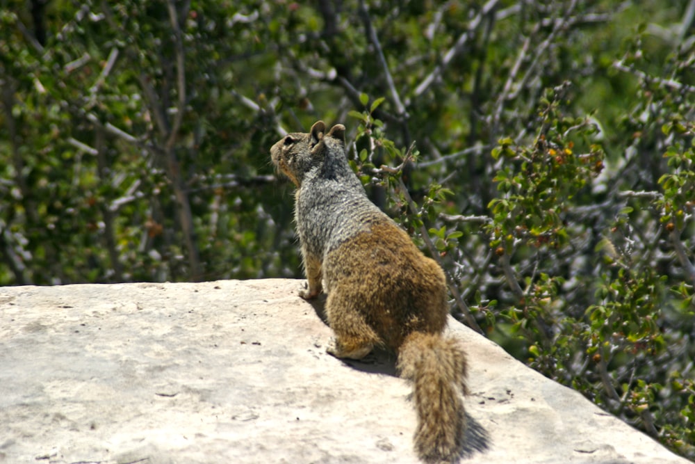 a squirrel is standing on top of a rock